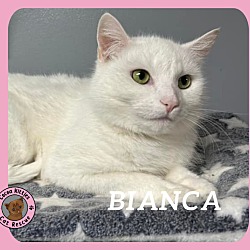 Thumbnail photo of Bianca #1
