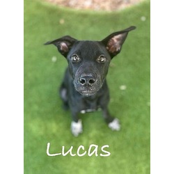 Photo of LUCAS