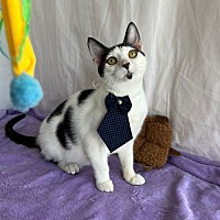 adopt a pet