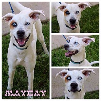 jack russell mix husky