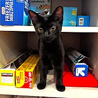 adopt a pet
