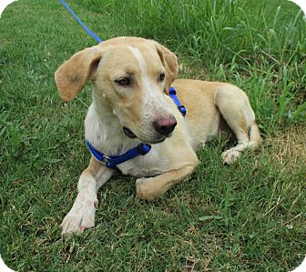 yellow lab hound mix