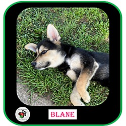 Thumbnail photo of Blane UPDATED (Molloys Litter) #3