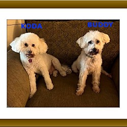 Thumbnail photo of Adopted!!Koda and Buddy - W.FL #3