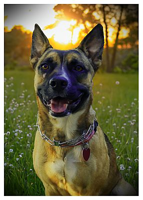 Houston, TX - Belgian Malinois/Australian Kelpie. Meet Baby a Pet for ...