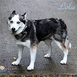 Thumbnail photo of Lola #2
