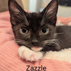 Photo of Zazzle