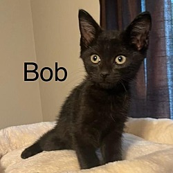 Thumbnail photo of Bob #1