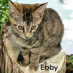 Thumbnail photo of Ebby #1