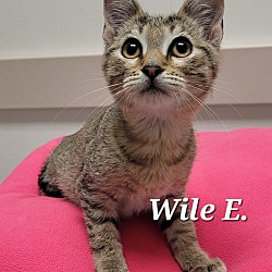 Thumbnail photo of Wile E. #2