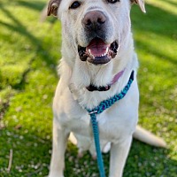 adopt-pet