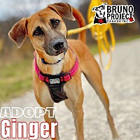 adopt-pet