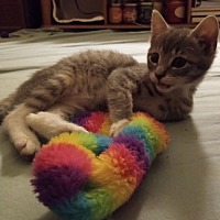 adopt a pet