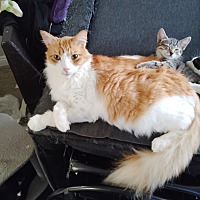 adopt a pet
