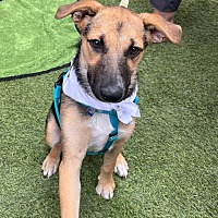 adopt a pet