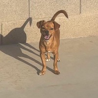 adopt-pet