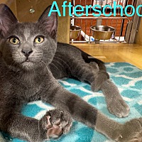 adopt a pet