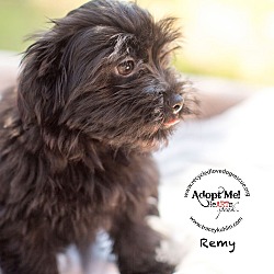 Thumbnail photo of REMY #2