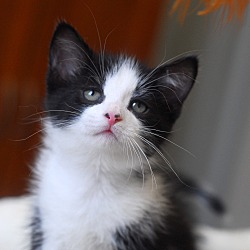 Photo of Kitten Love