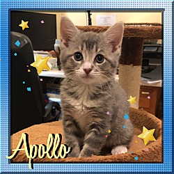 Thumbnail photo of Apollo #2
