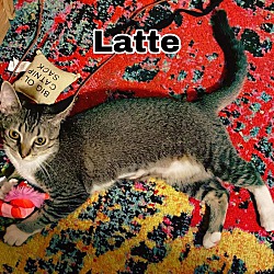 Thumbnail photo of LATTE #2