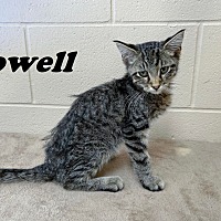 Photo of Powell