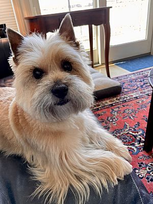Hudson, MA - Cairn Terrier. Meet Maggie a Pet for Adoption - AdoptaPet.com