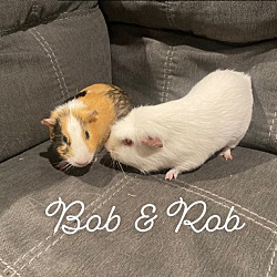 Photo of Bob & Rob