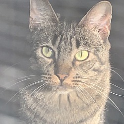 Cat for adoption - Beluga, a Domestic Short Hair in Wichita, KS