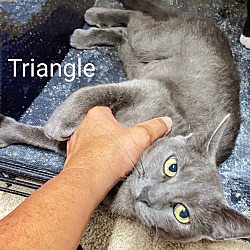 Thumbnail photo of Triangle #2