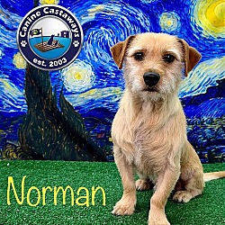 Thumbnail photo of Norman #2