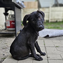 Photo of Jacob the Lab Puppy