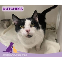 Thumbnail photo of Dutchess #2