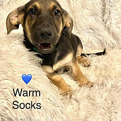 Thumbnail photo of Warm Socks #2