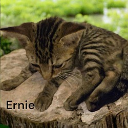 Thumbnail photo of Ernie #3