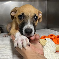 adopt a pet