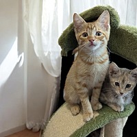 adopt a pet