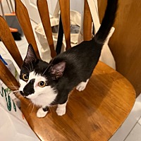 adopt a pet
