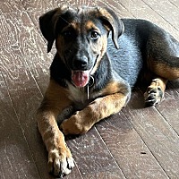 adopt a pet