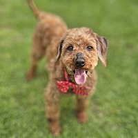 adopt-pet