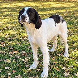 Walton County, GA - Springer Spaniel/Cocker Spaniel. Meet JUNE a Pet ...