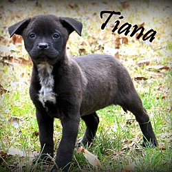 Thumbnail photo of Tiana~adopted! #3
