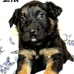 Thumbnail photo of Zia~adopted! #1