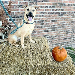 35+ Junction city ks animal shelter