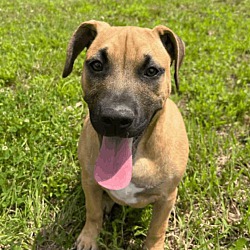 Photo of Delilah