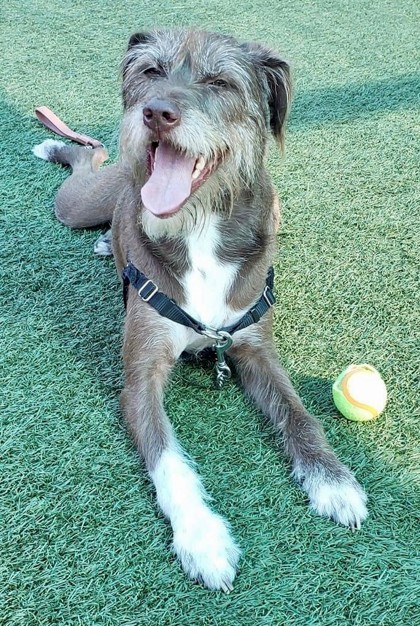 German wirehaired outlet pointer california