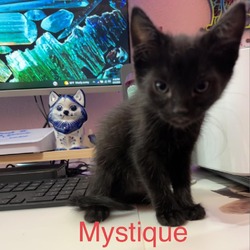 Thumbnail photo of Mystique #4