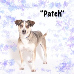 Thumbnail photo of Patch #2