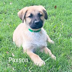 Photo of Paxson