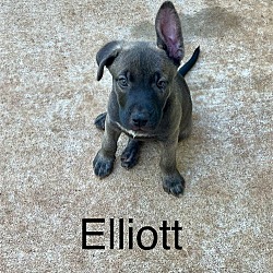 Thumbnail photo of Elliott #3